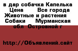 в дар собачка Капелька › Цена ­ 1 - Все города Животные и растения » Собаки   . Мурманская обл.,Островной г.